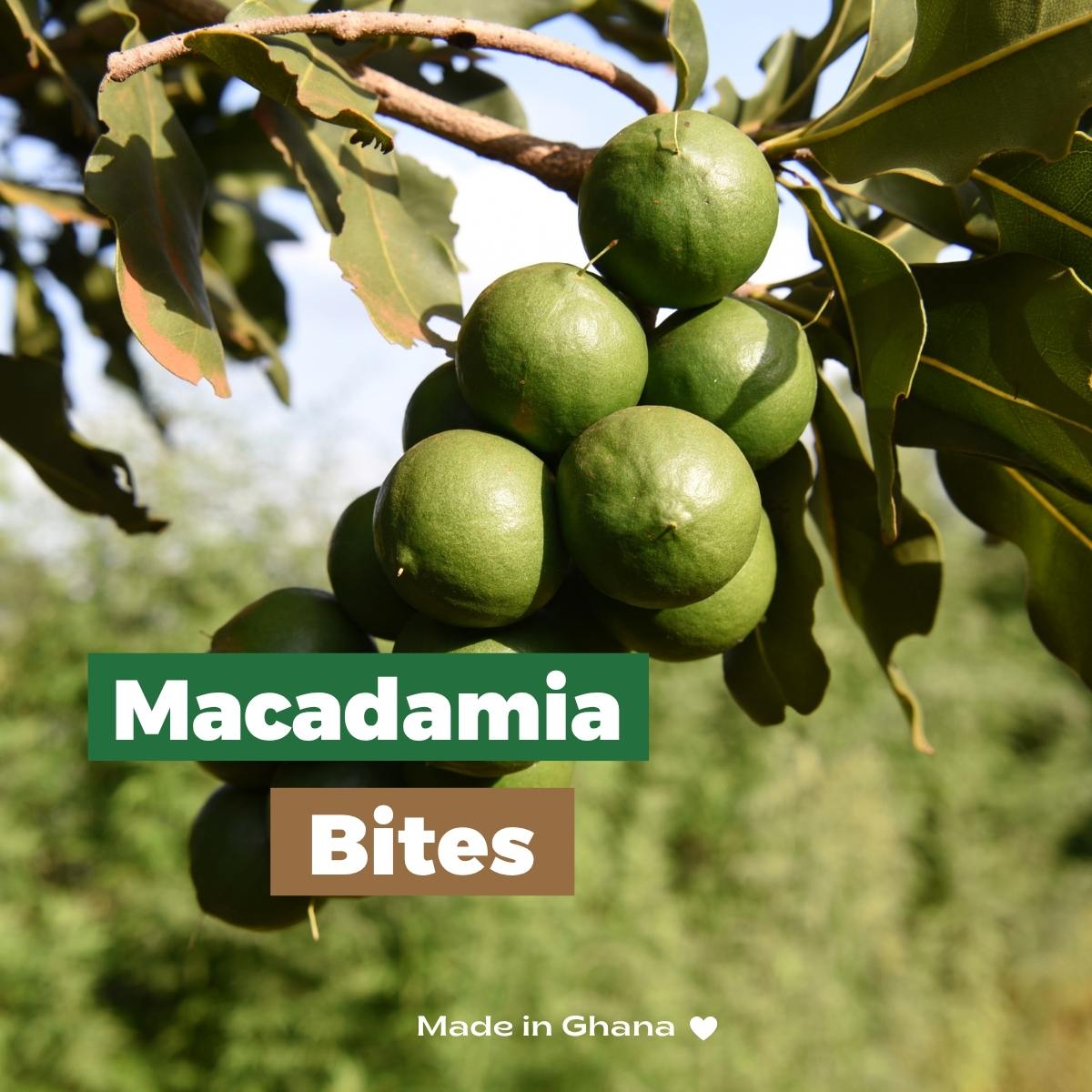 MACADAMIA BITES | in 50% Chocolate