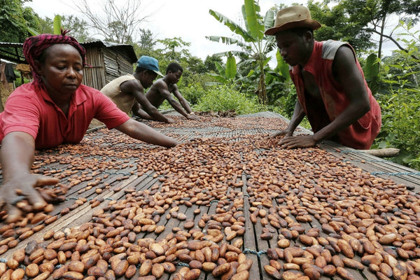 Update: Der Kakaopreisanstieg und seine Folgen