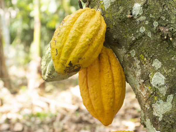 The impact of climate change on cocoa farming in Ghana.
