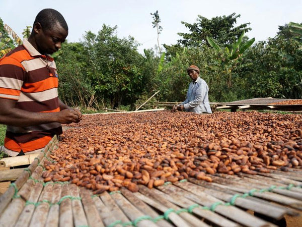 How much do cocoa farmers in Ghana earn?
