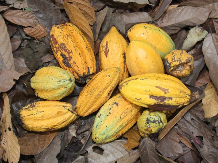 How does the world market for cocoa work?